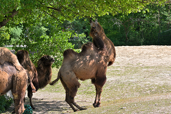 115 Jahre Tierpark Hellabrunn - Jubiläumsfest am 1. August 2026