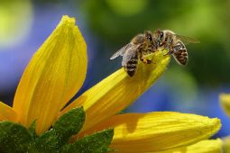 Bienenwelten München, 0426Spielkultur